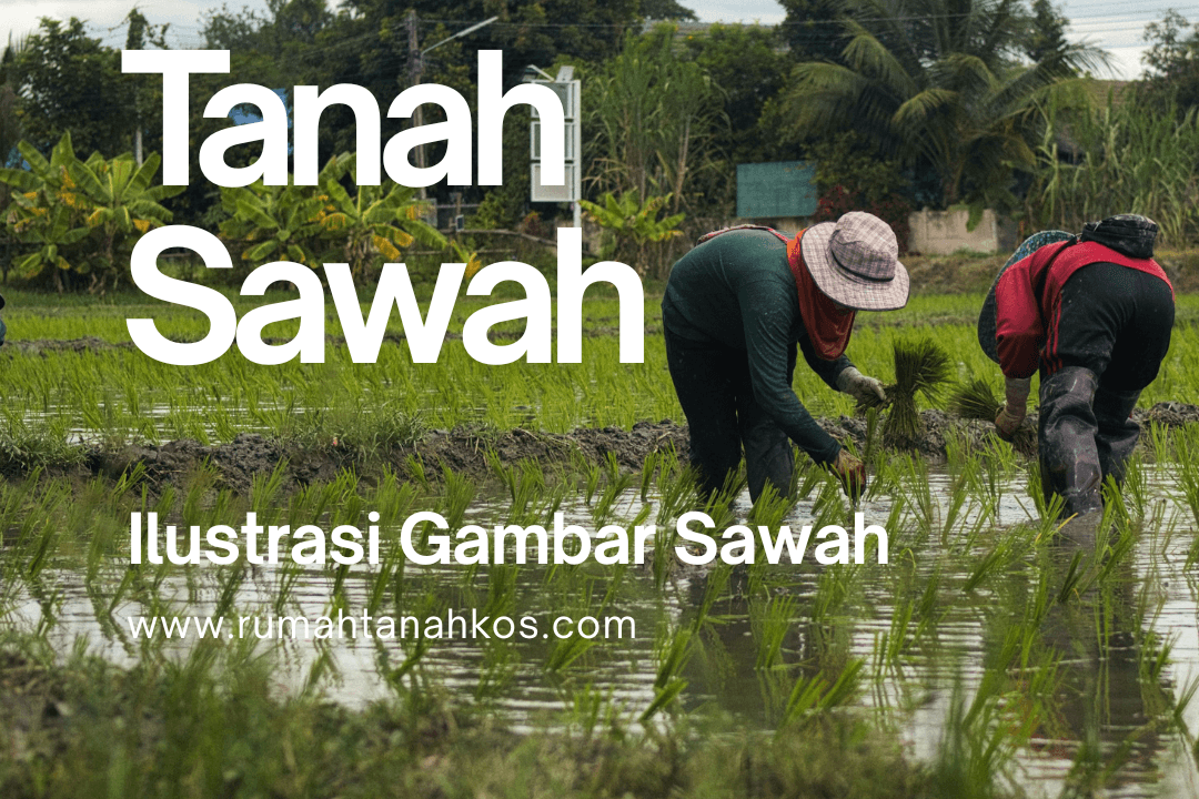 Tanah Sawah Wirokerten